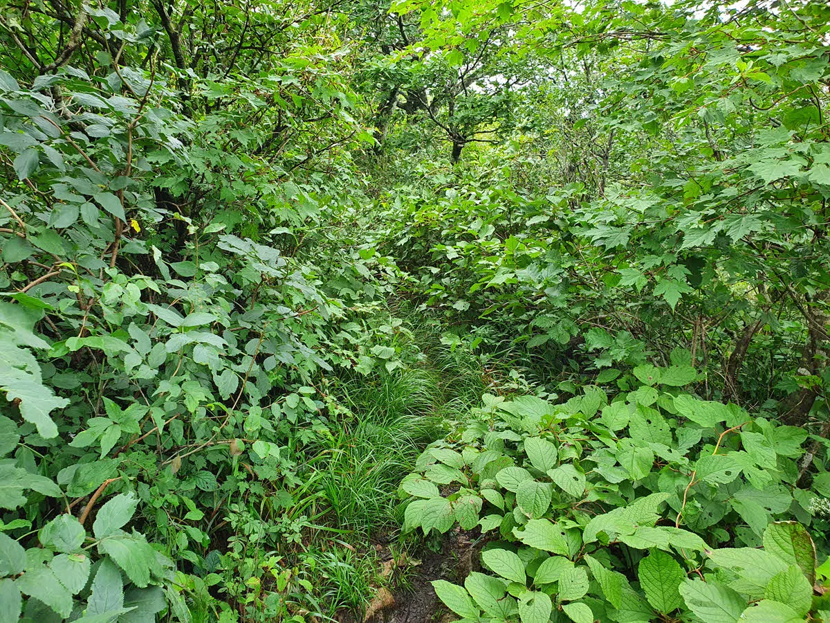 두문동재에서 만항재 가는 길
