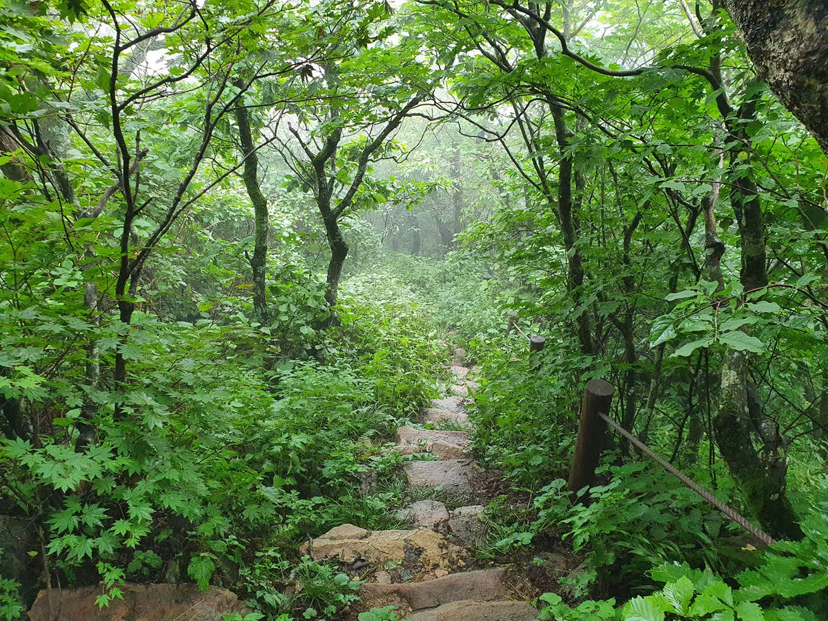 중함백산에서 함백산 가는 길