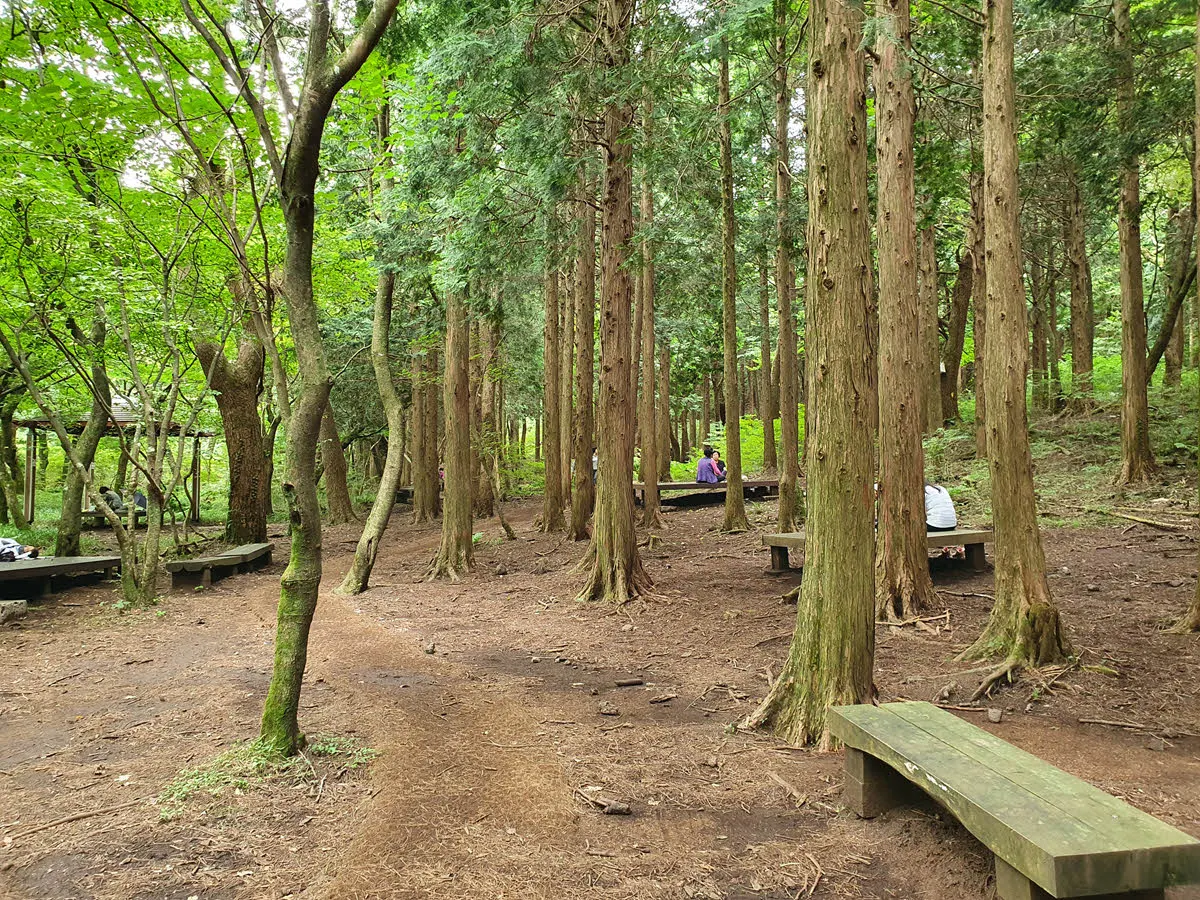 절물자연휴양림의 편백나무 쉼터