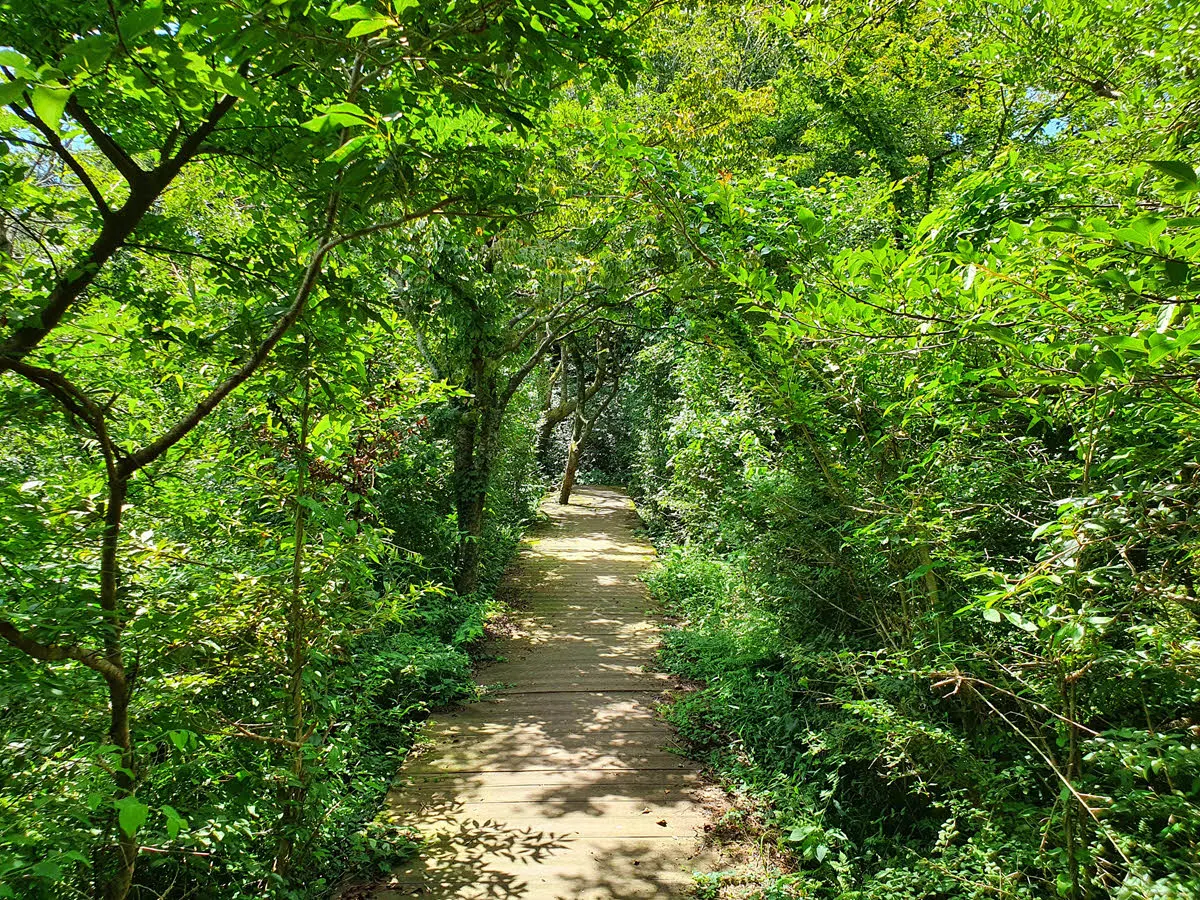 한라산 둘레길 8코스 절물조릿대길