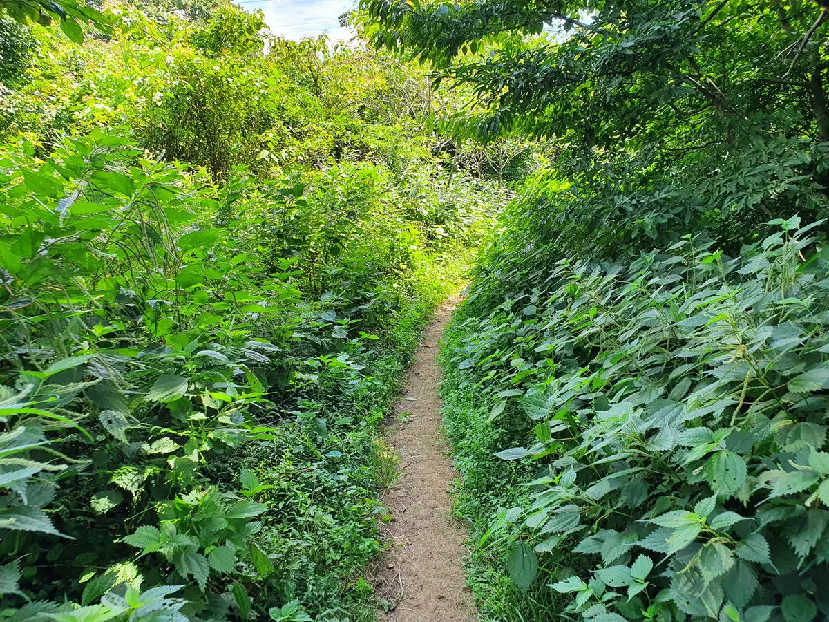 절물조랫대길의 좁은 탐방로