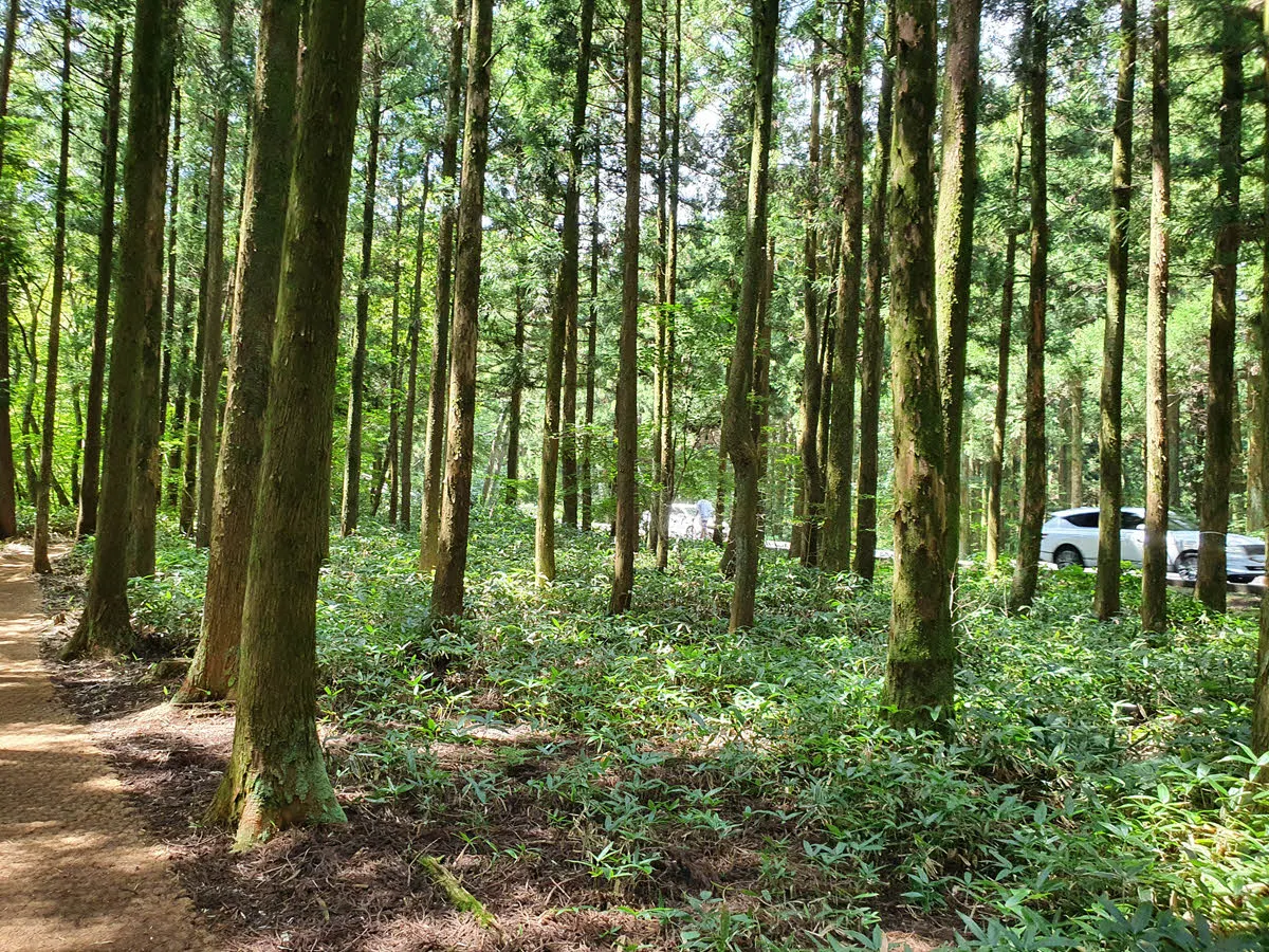 사려니 숲길 입구 바로 전