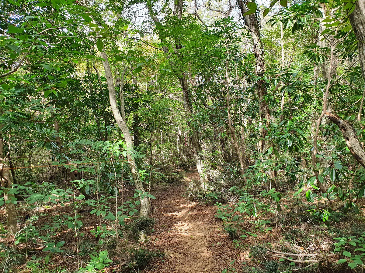 온대 원시림 느낌