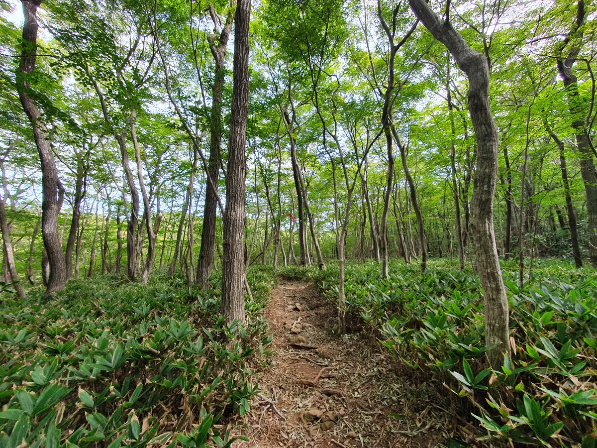 키작은 조릿대 길