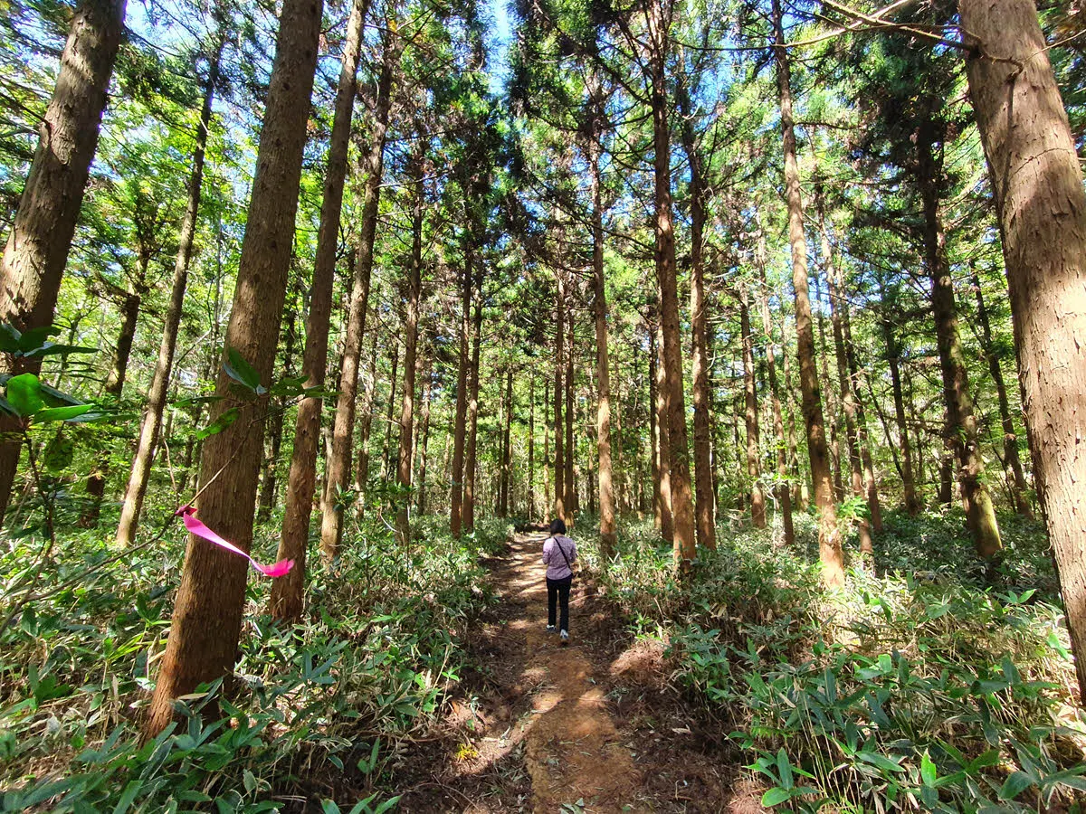 점점 키가 커지는 나무들
