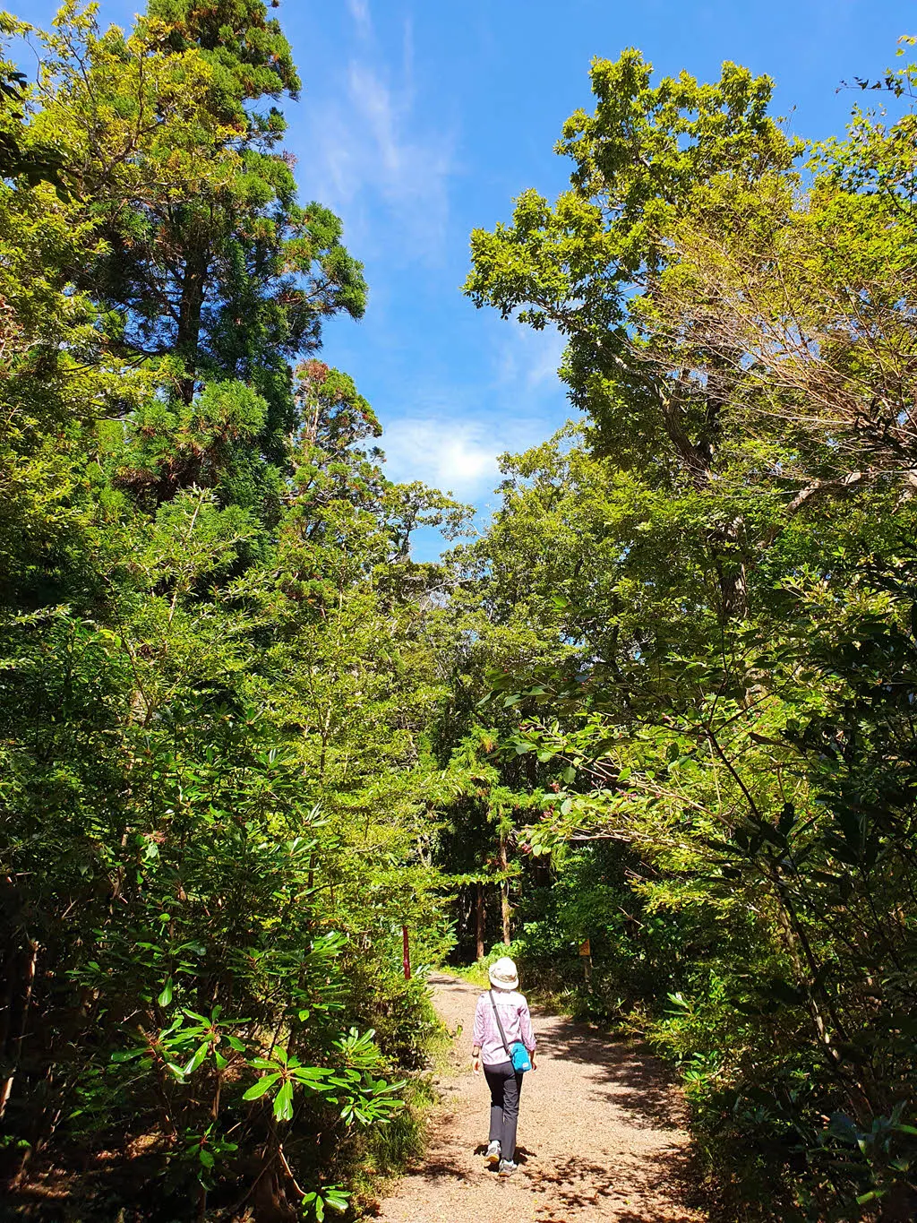 한라산 둘레길 2코스 (돌오름길)