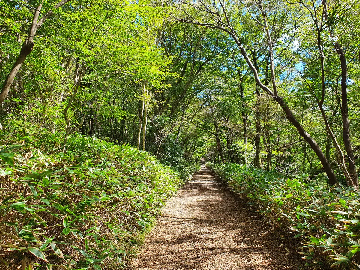 보림농장 삼거리 가는 길