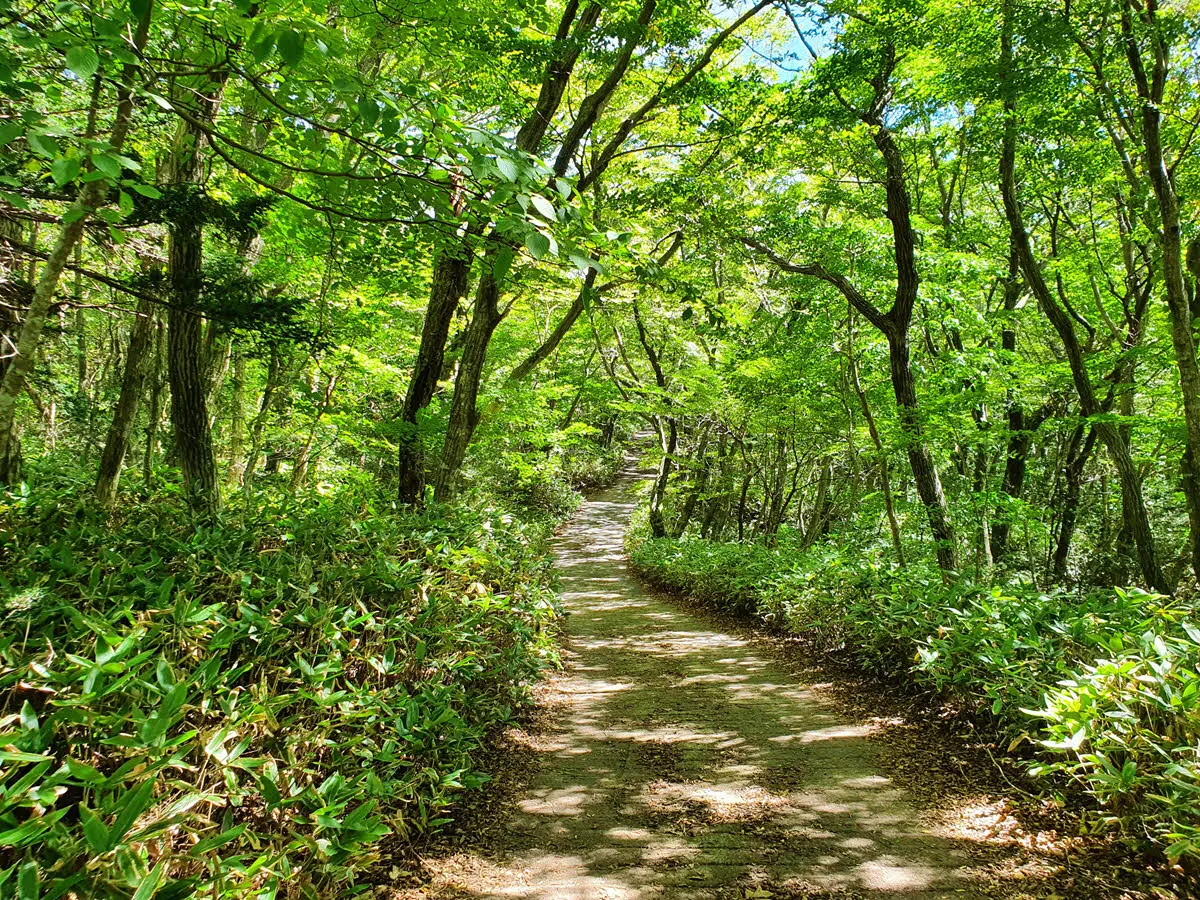 보림농장 삼거리에서 1100도로 가는 길