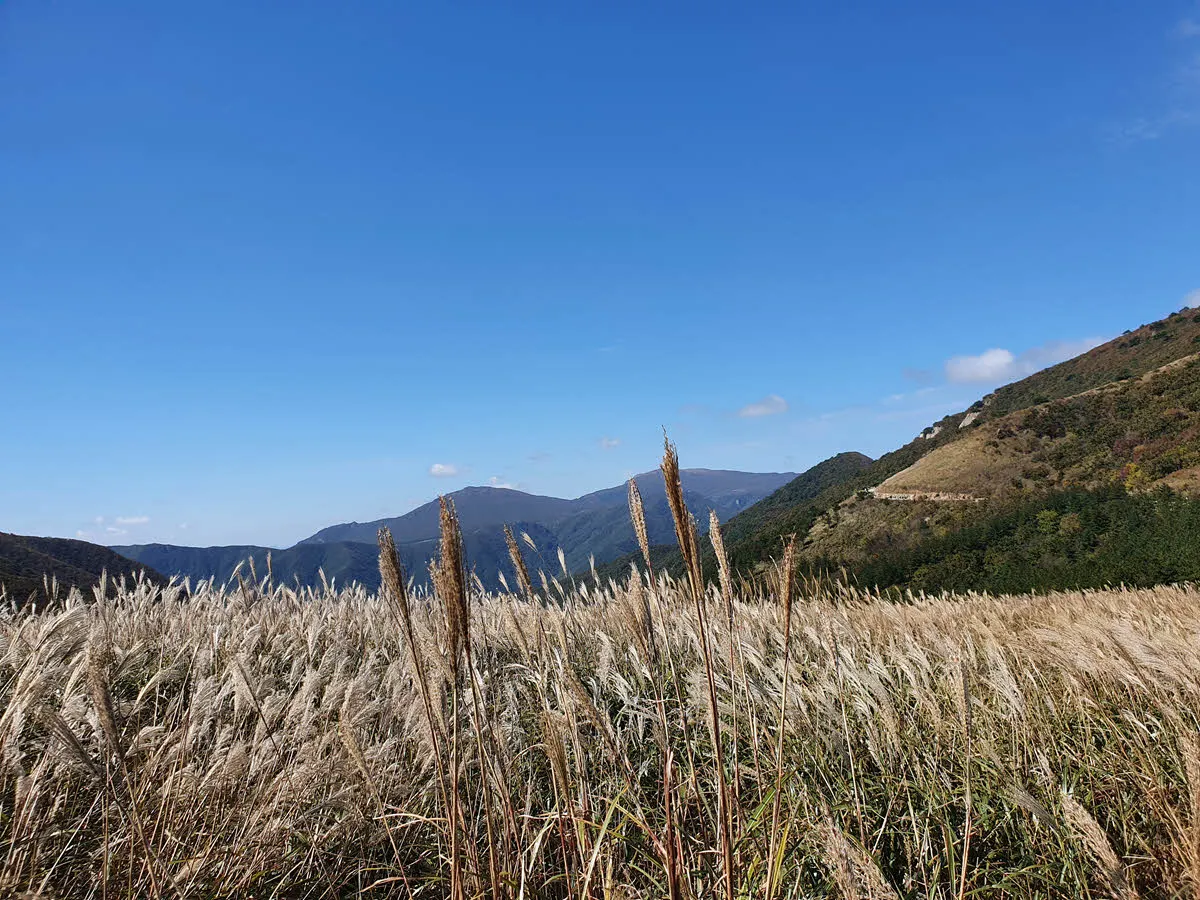 간월재 억새군락지
