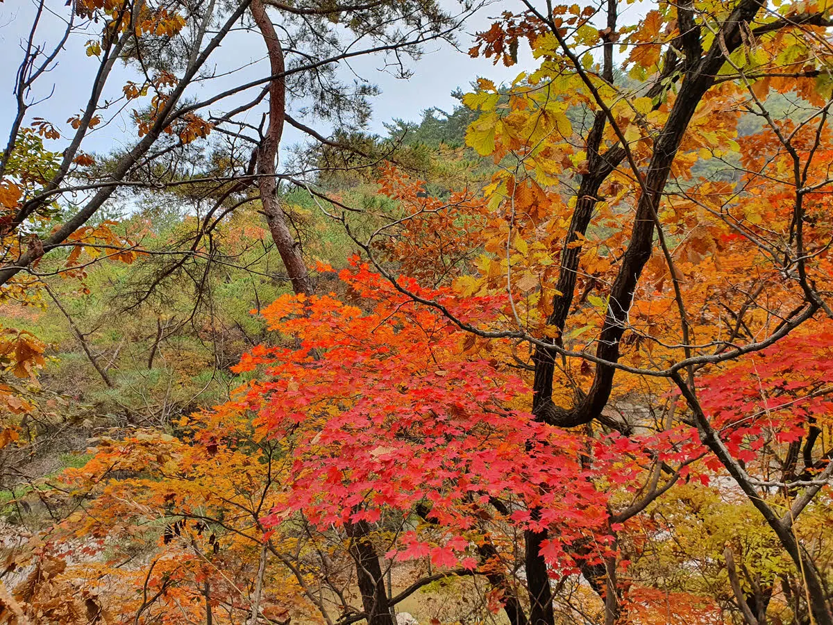 북한산 우이령 단풍