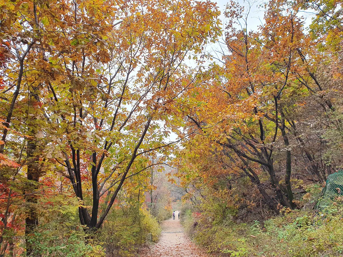 북한산 우이령 단풍
