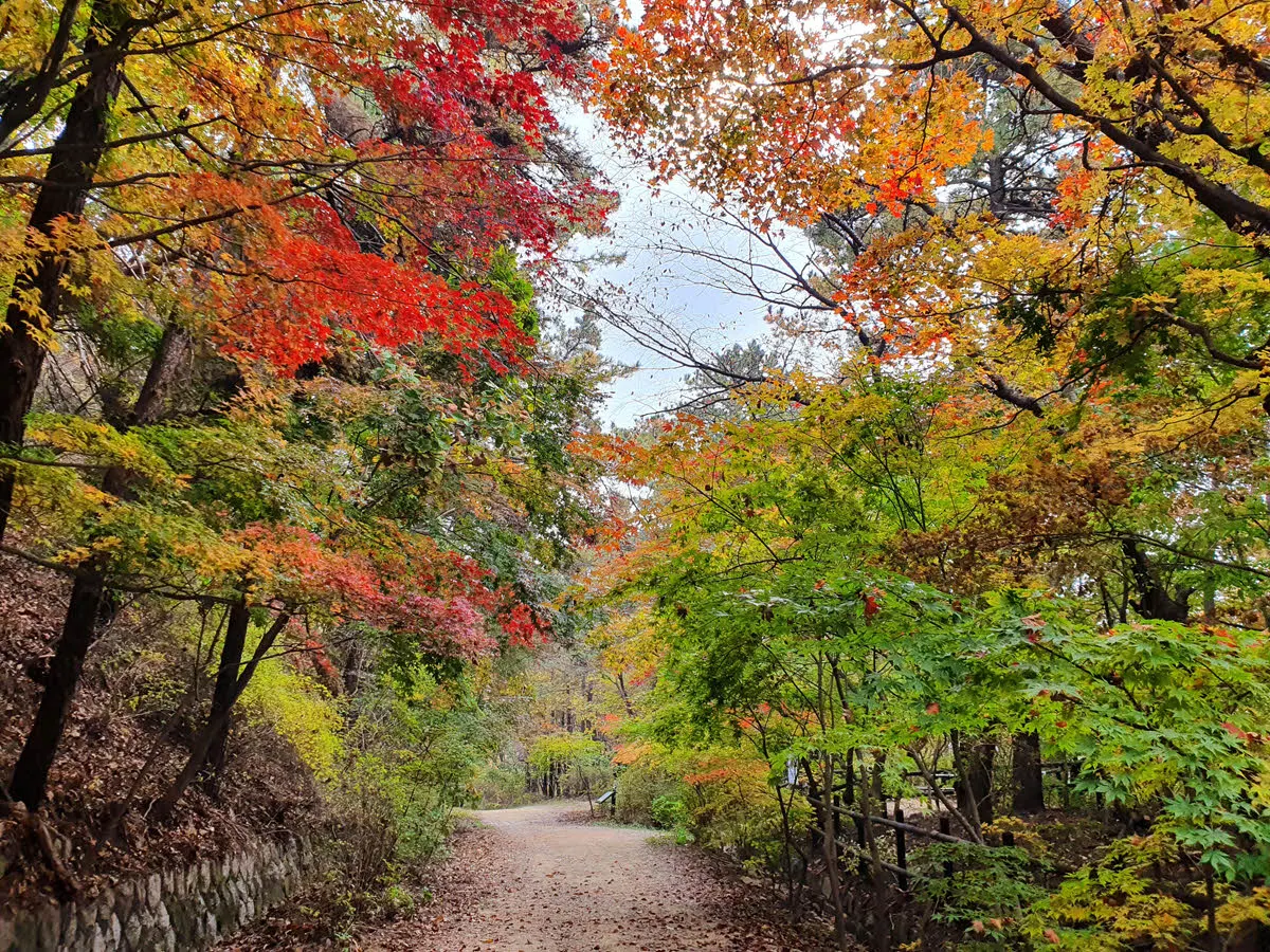 북한산 우이령의 단풍
