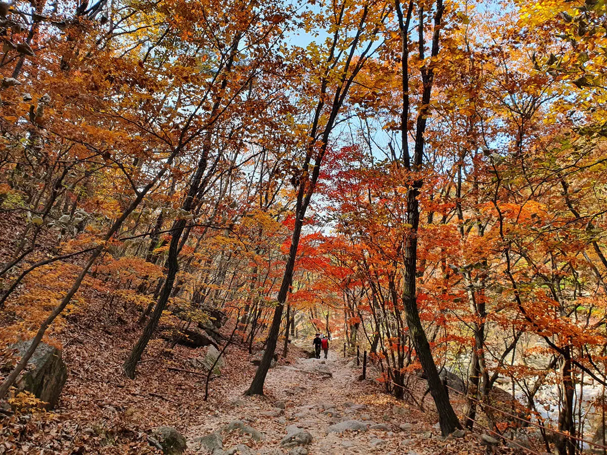 송추계곡 초입의 단풍