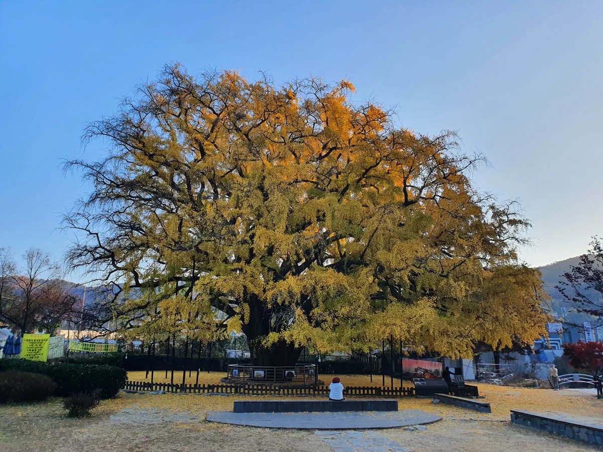 일출 직전의 장수동 은행나무