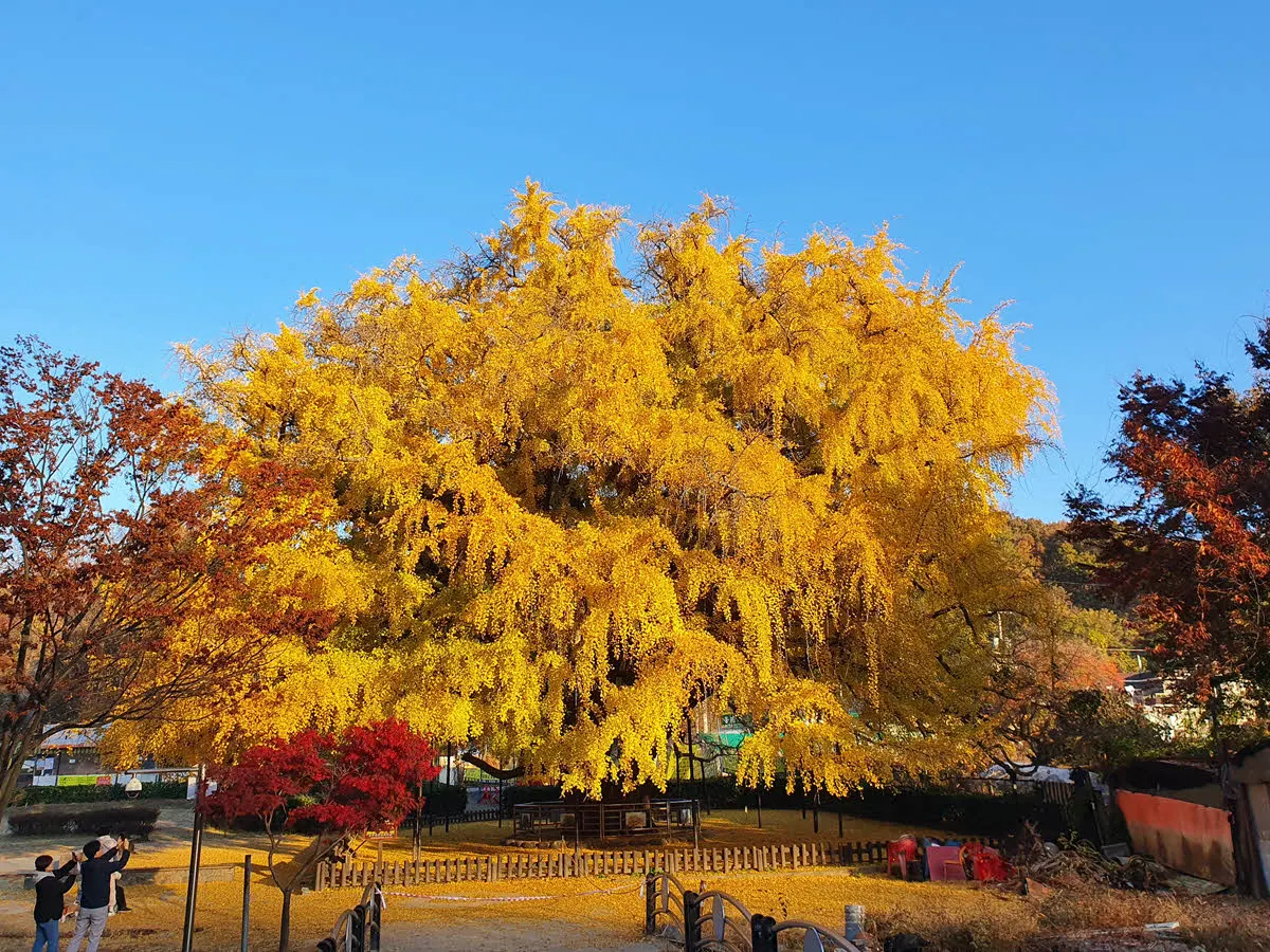 인천 장수동 은행나무 (천연기념물)
