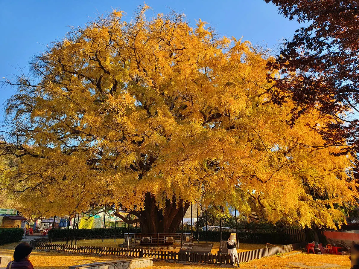 인천 장수동 은행나무 (천연기념물)