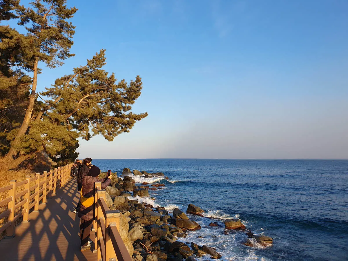 해송과 외옹치 해변