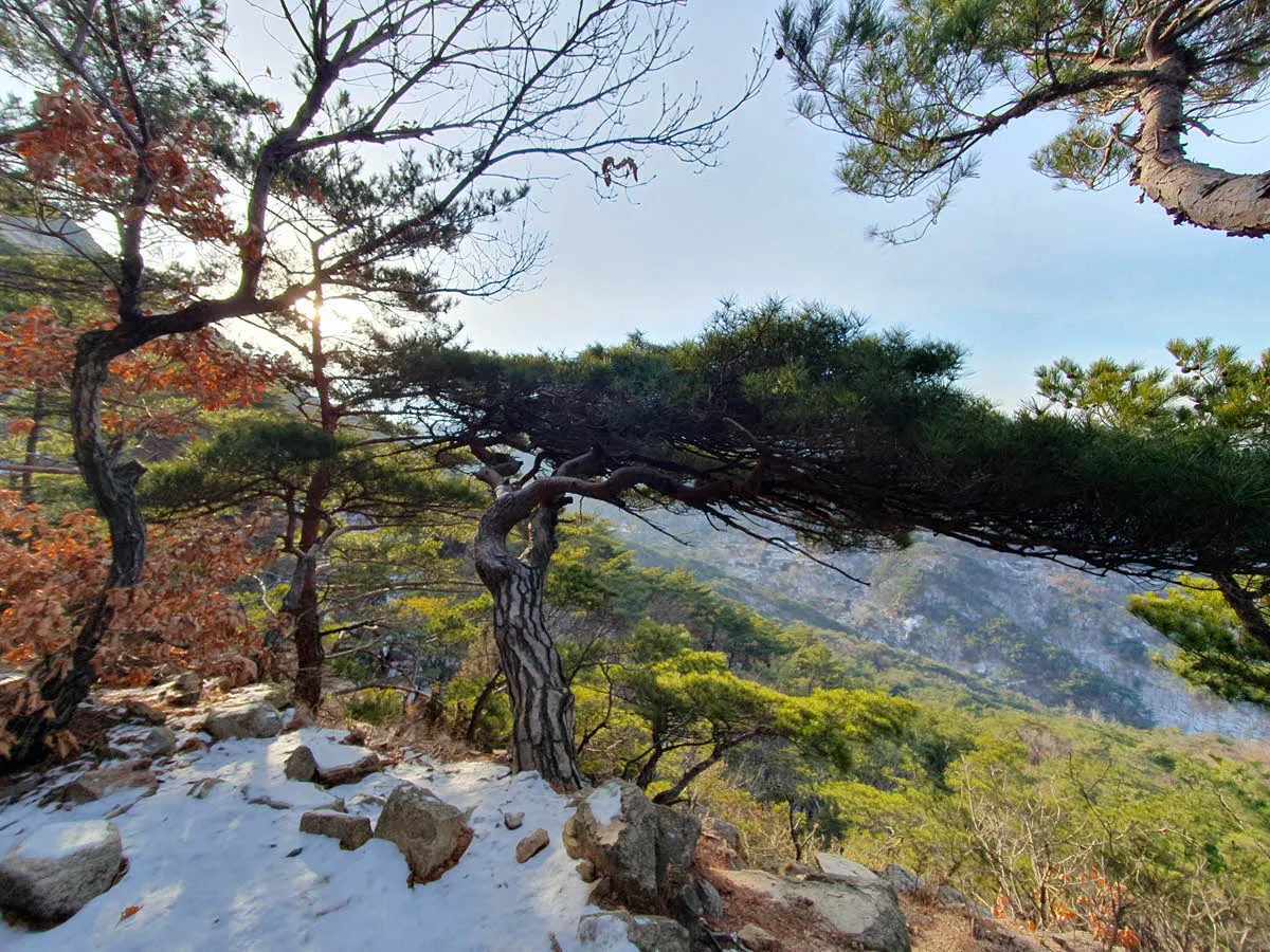 북한산의 소나무