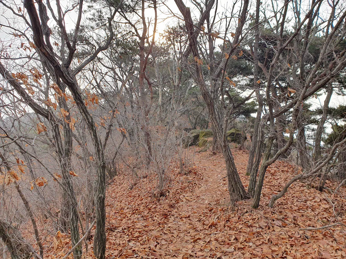 낙엽이 정말 많은 길상산 능선
