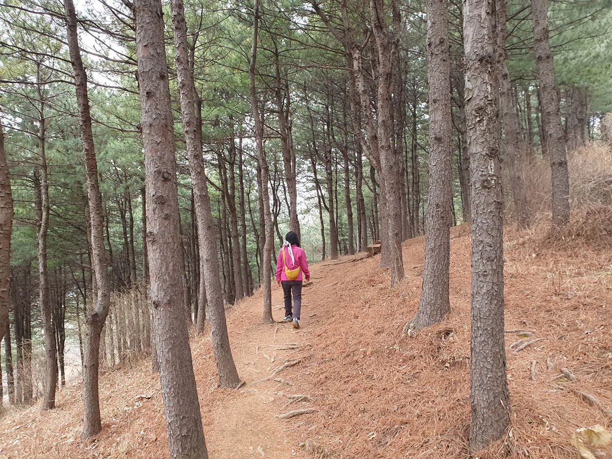 도덕산 공원 야외공연장으로 이어지는 숲길