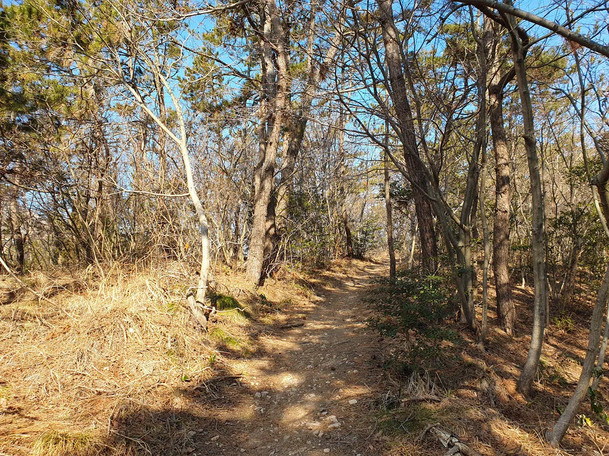 옥돌해변에서 선유터널 전 선유2교차로로 넘어가는 숲길