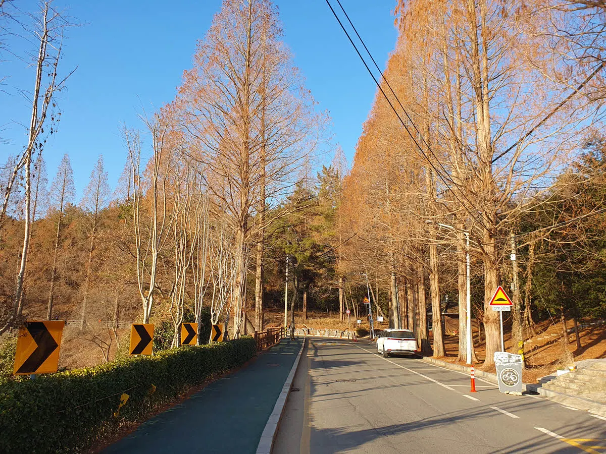 은파호수공원 메타세콰이어 숲길