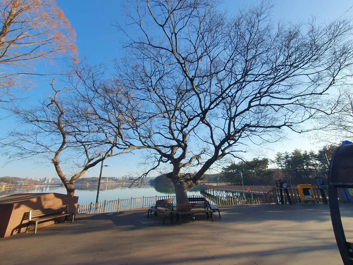 은파 호수공원의 고목