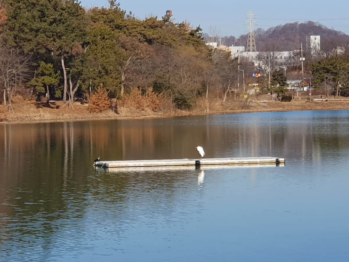 은파호수공원에서 한가로이 쉬고 있는 고니 한마리