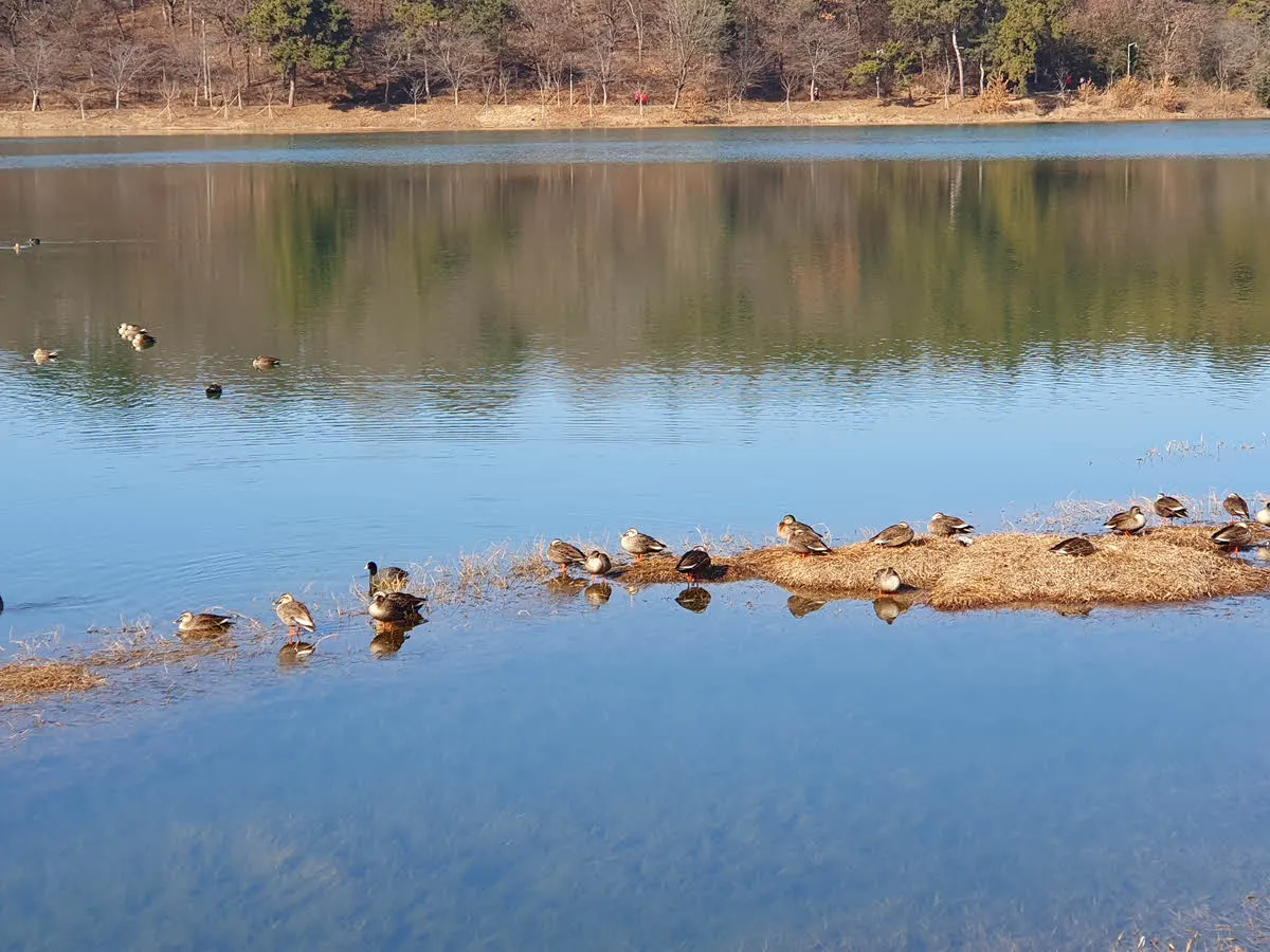 은파호수공원에서 겨울을 나고 있는 겨울철새