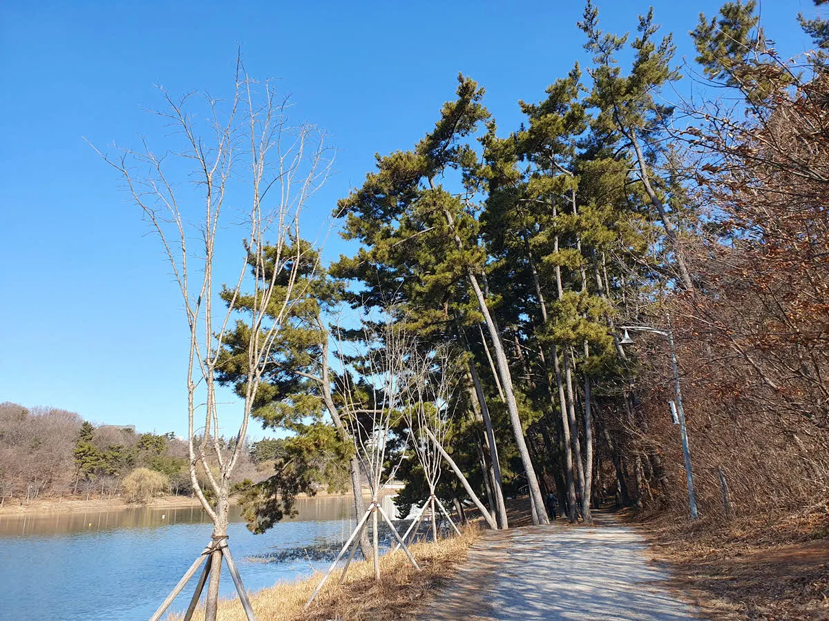 은파호수공원 소나무 숲길