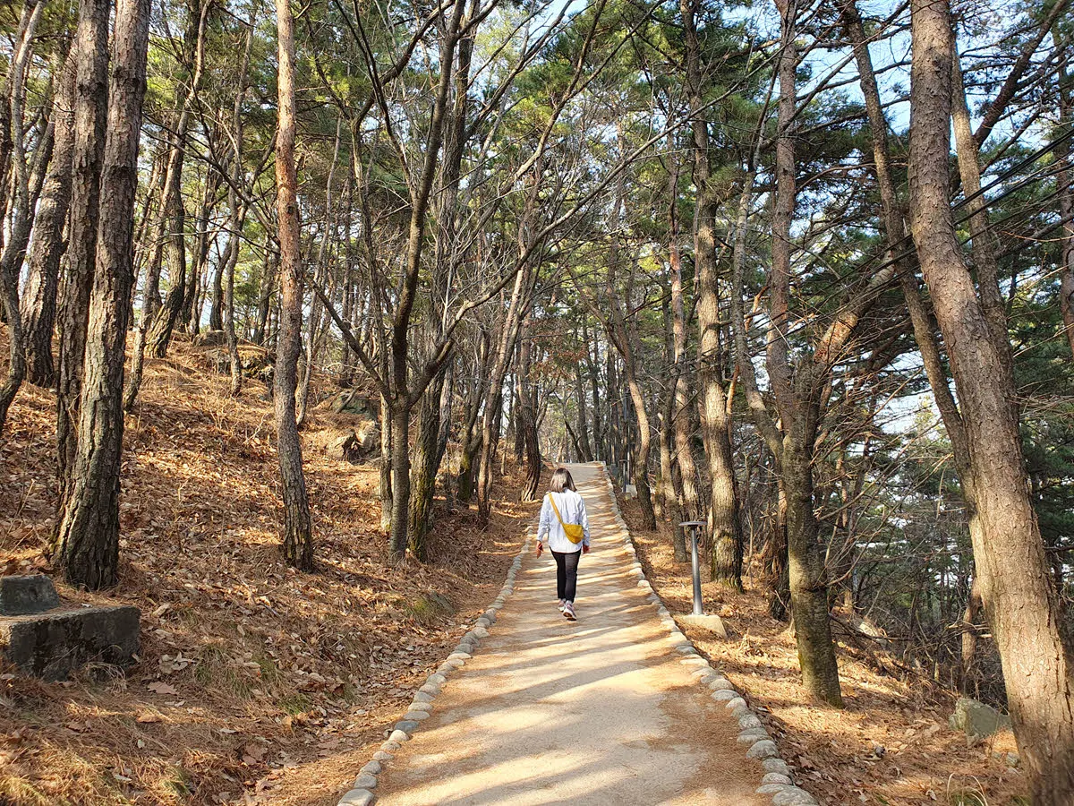 앞산 전망대 가는 길