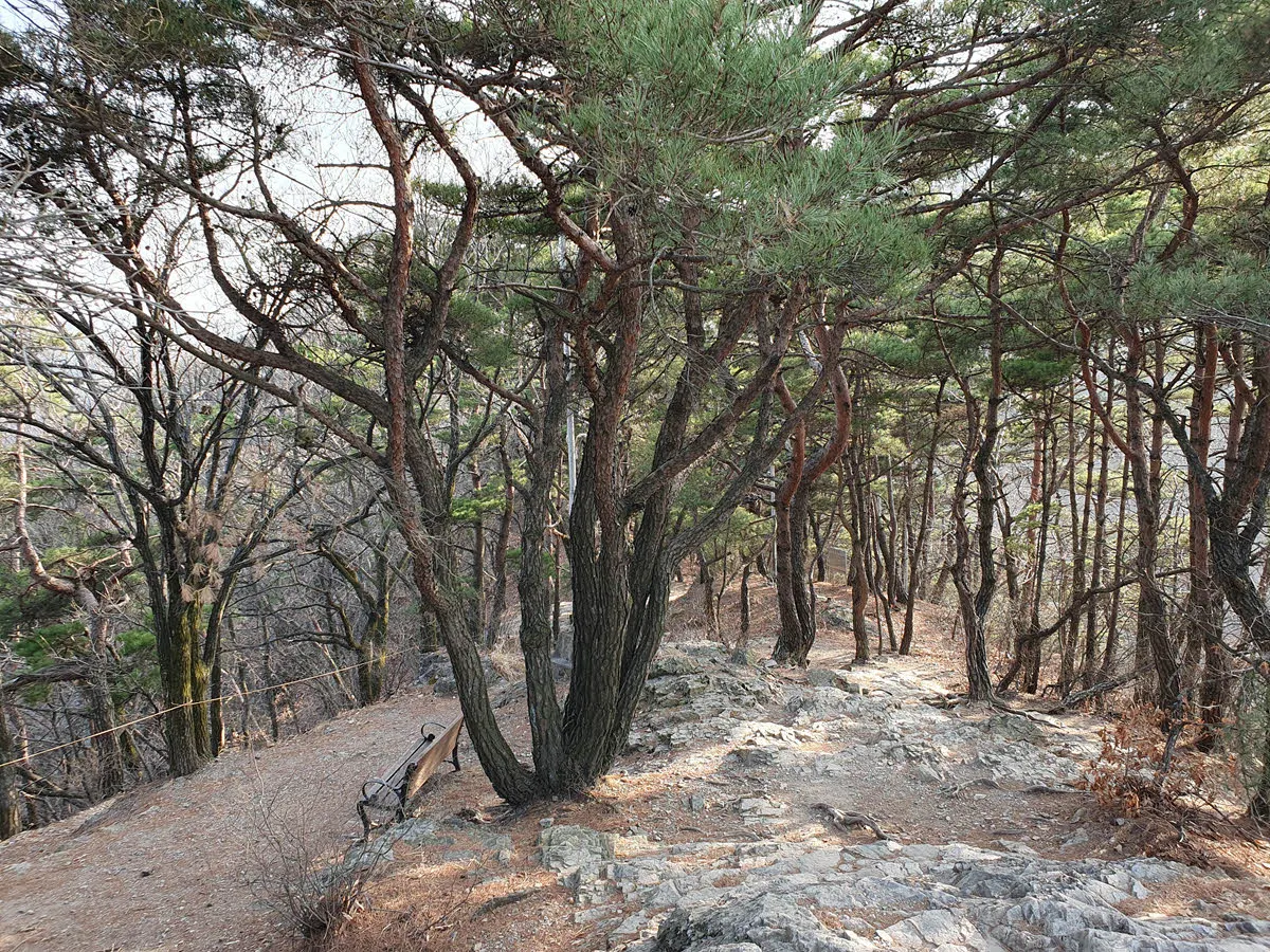 앞산 정상까지 이어지는 소나무 숲길