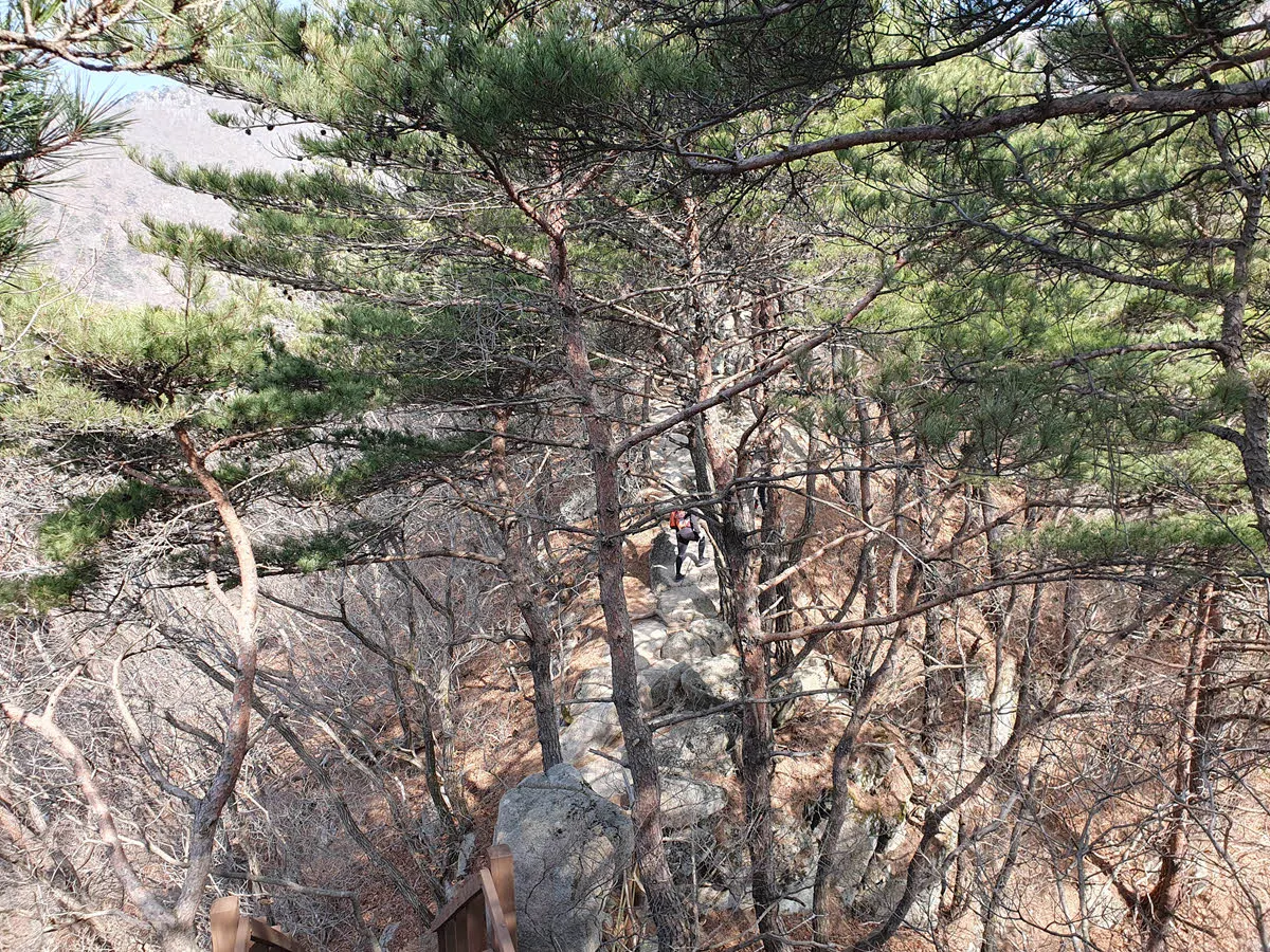 낙타봉에서 철탑삼거리로 가는 능선길