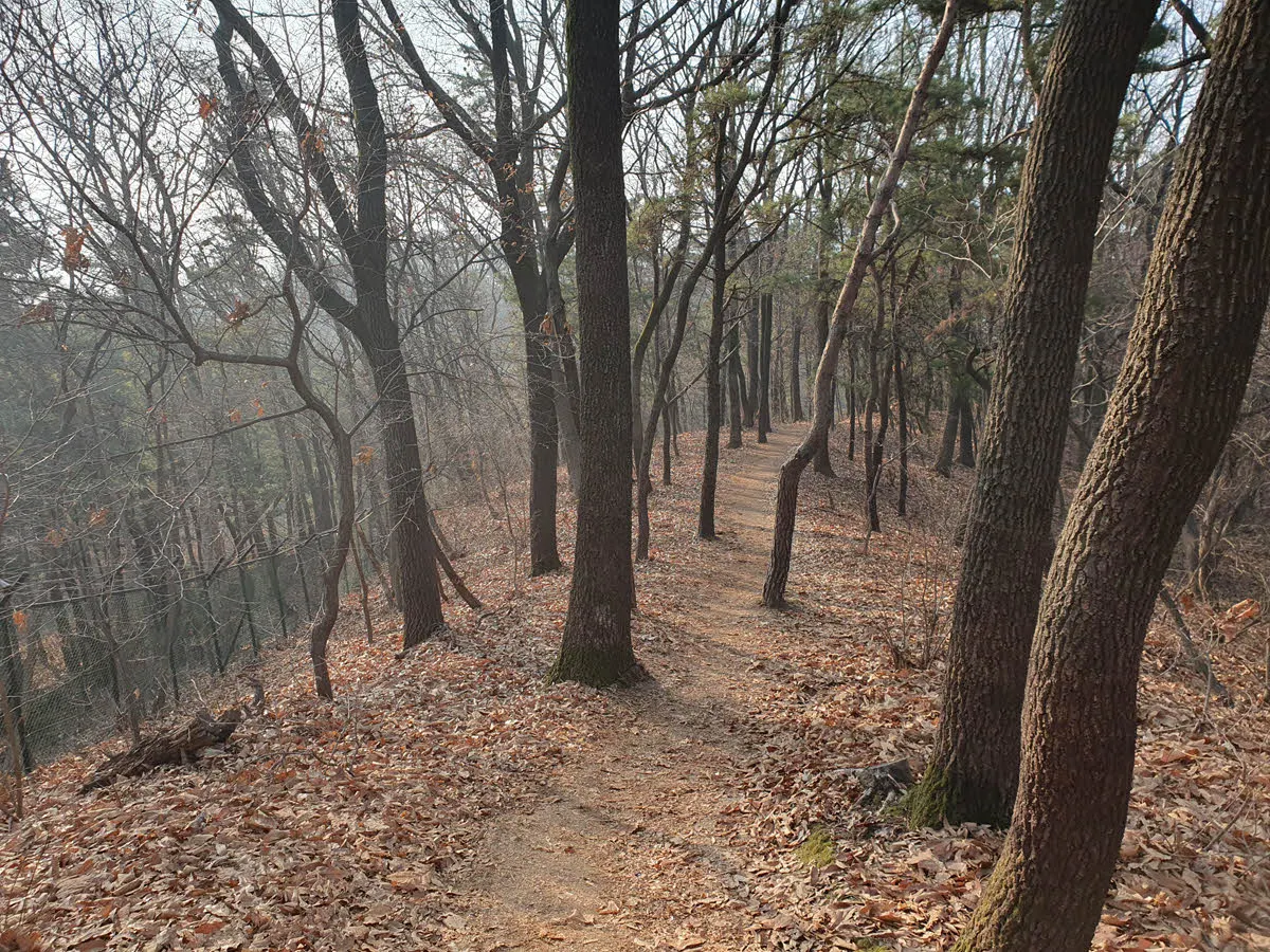 과천 매봉산의 매봉가는 능선길