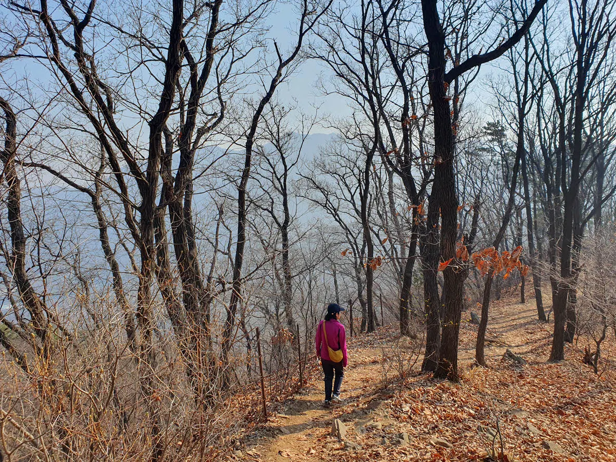 청계산을 바라보며 걷는 구간