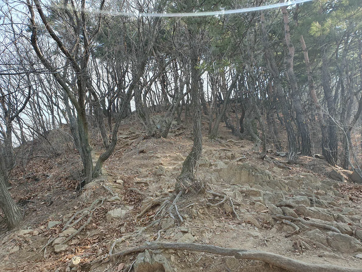 과천 매봉에서 청계산 가는 구간의 험한 산길