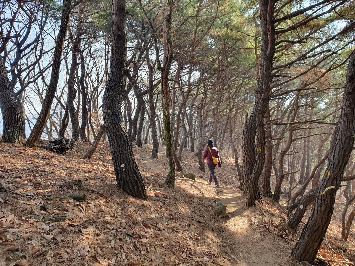 소나무 숲길 구간도 있다