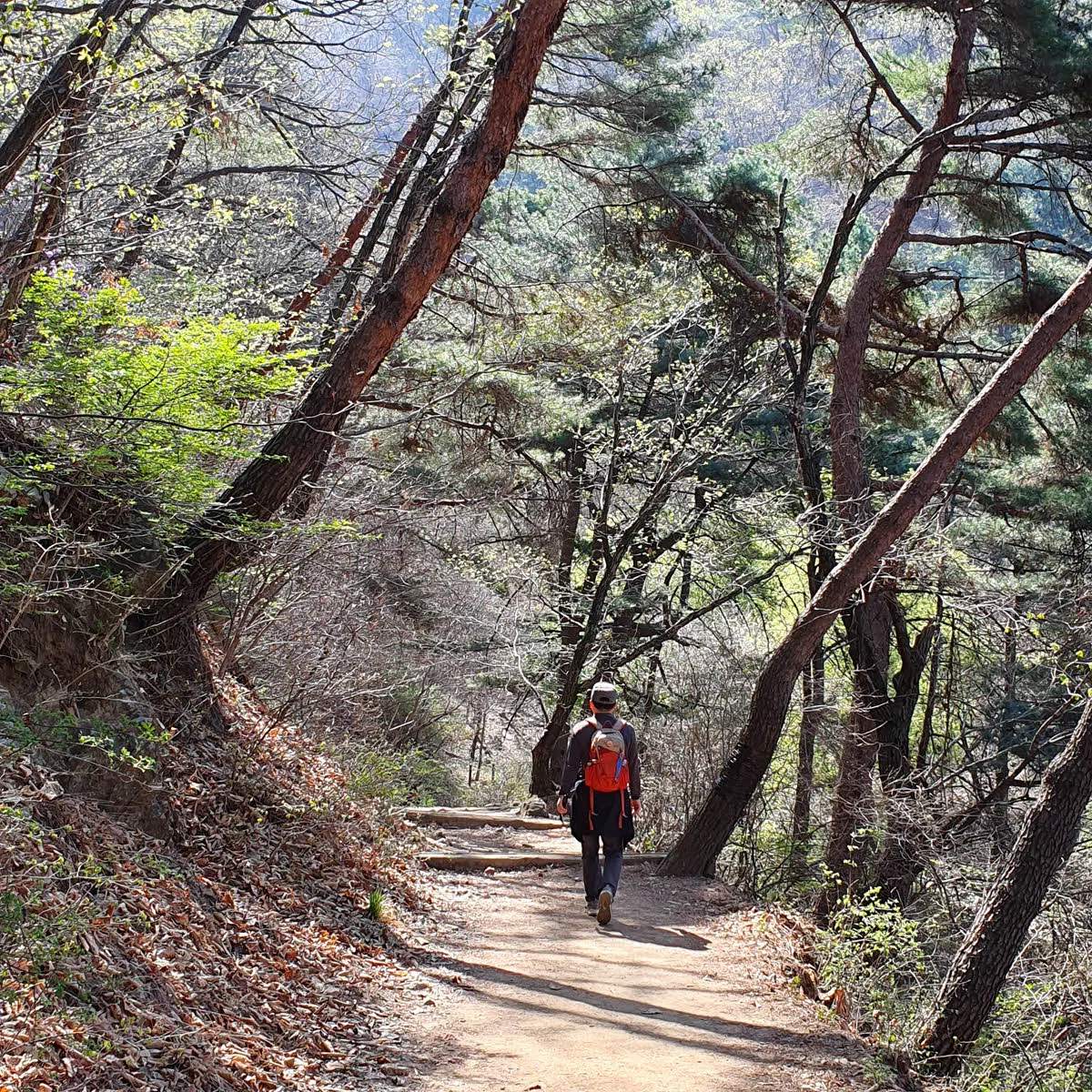 검단산의 숲길을 걷는다.