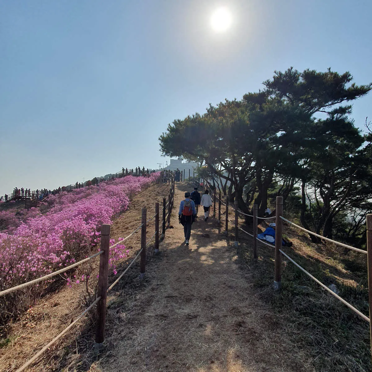 고려산 진달래 군락지