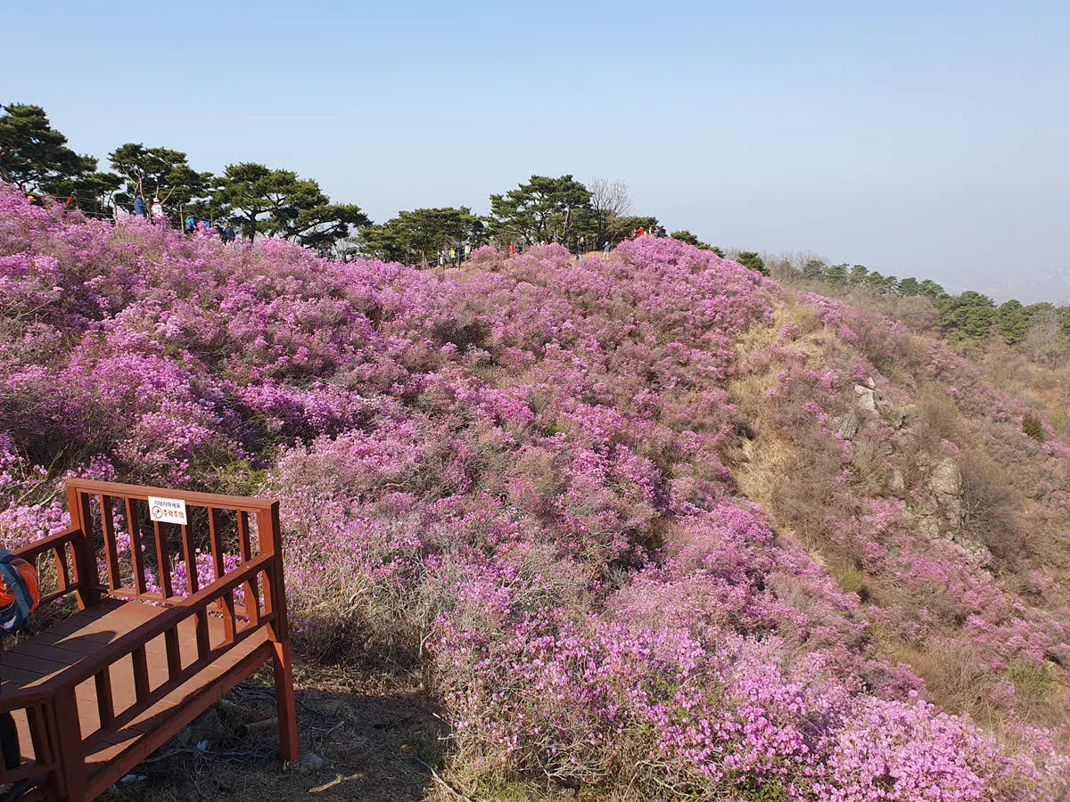 고려산 진달래 군락지