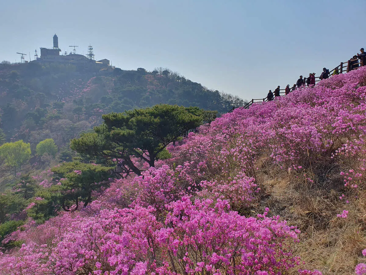 강화군 고려산 진달래