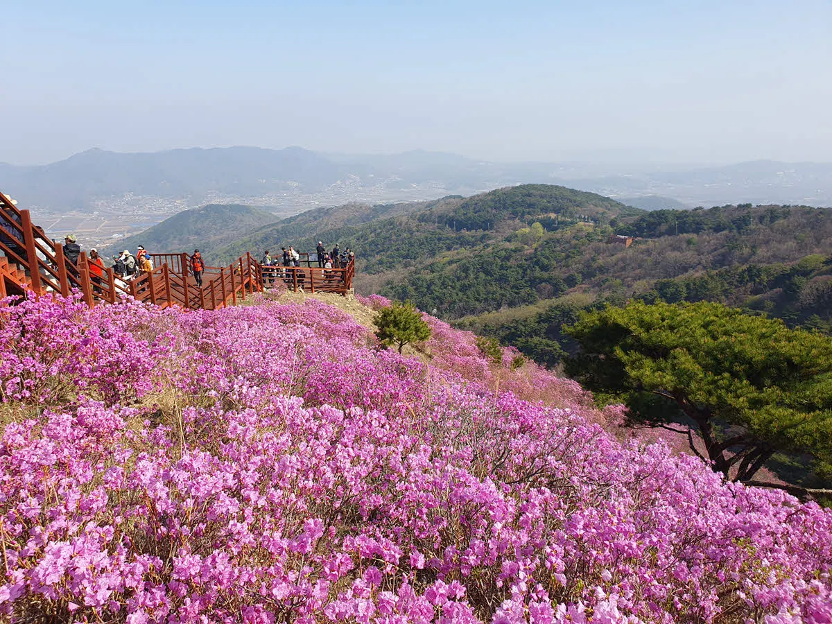 고려산 진달래