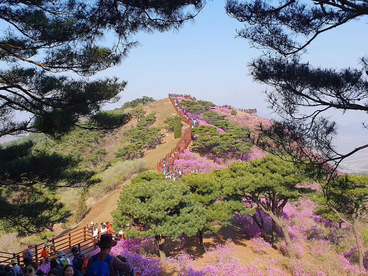 고려산 진달래 군락지