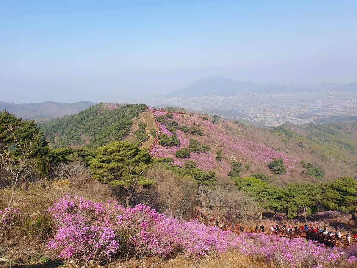 강화도 고려산 진달래 군락지의 장관