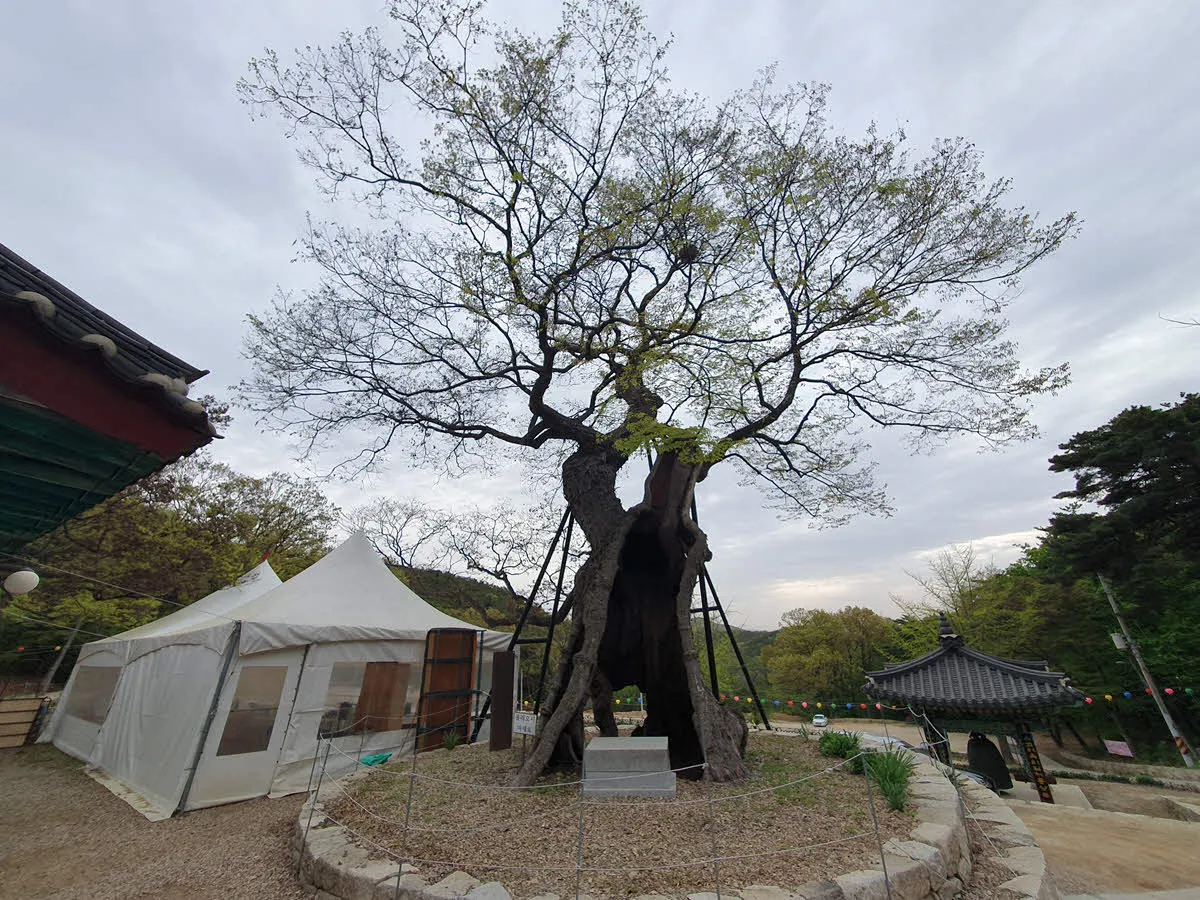 살아 있는 나무