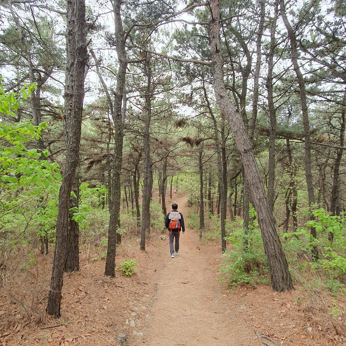 영종도 백운산 트레킹