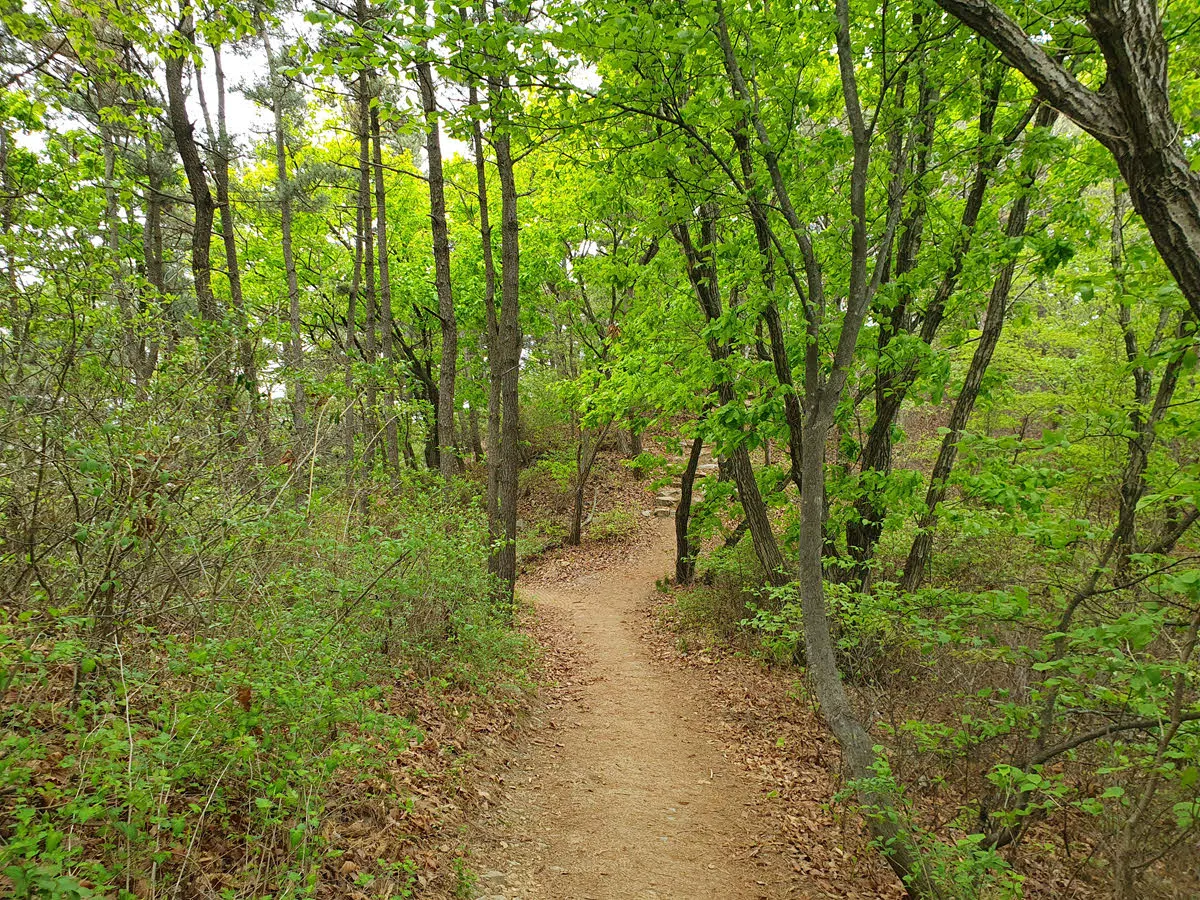 4월 하순의 싱그러운 숲길