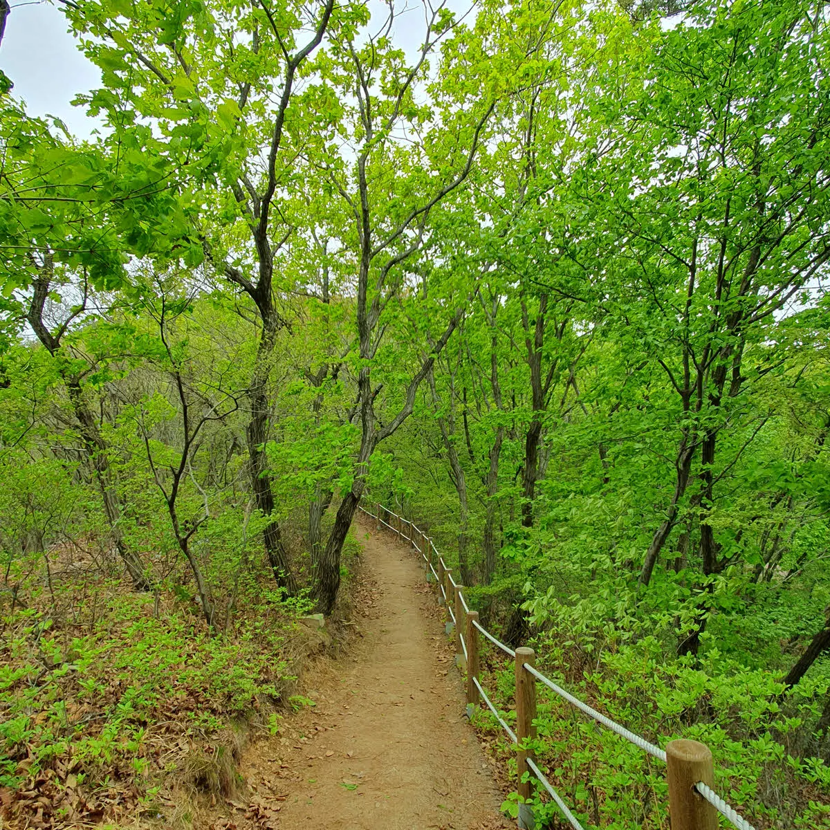 영종도 백운산 정상을 오르는 완만한 경사로