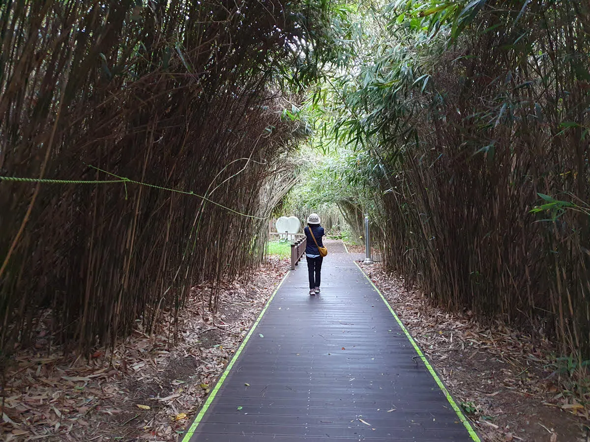 오동도의 대나무 숲