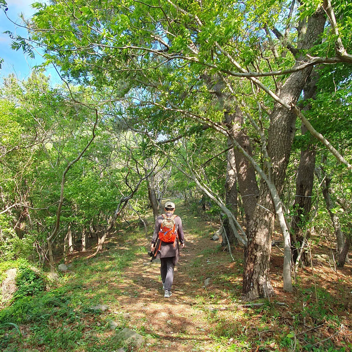 능선삼거리에서 금오봉 가는 길